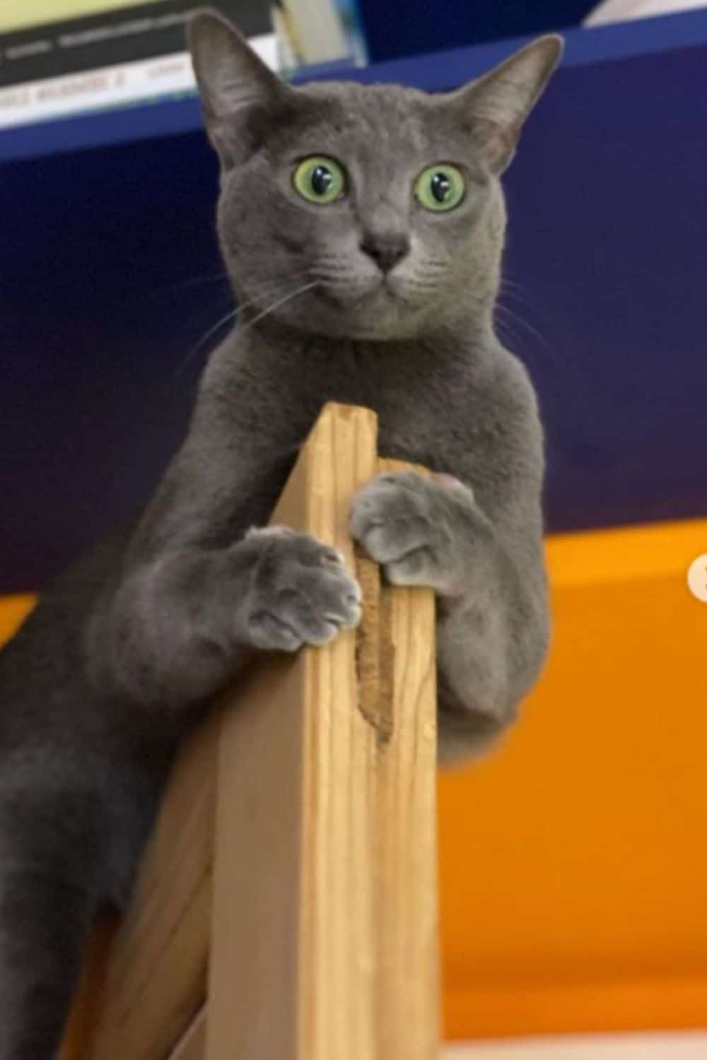 Grey Korat cat with green eyes