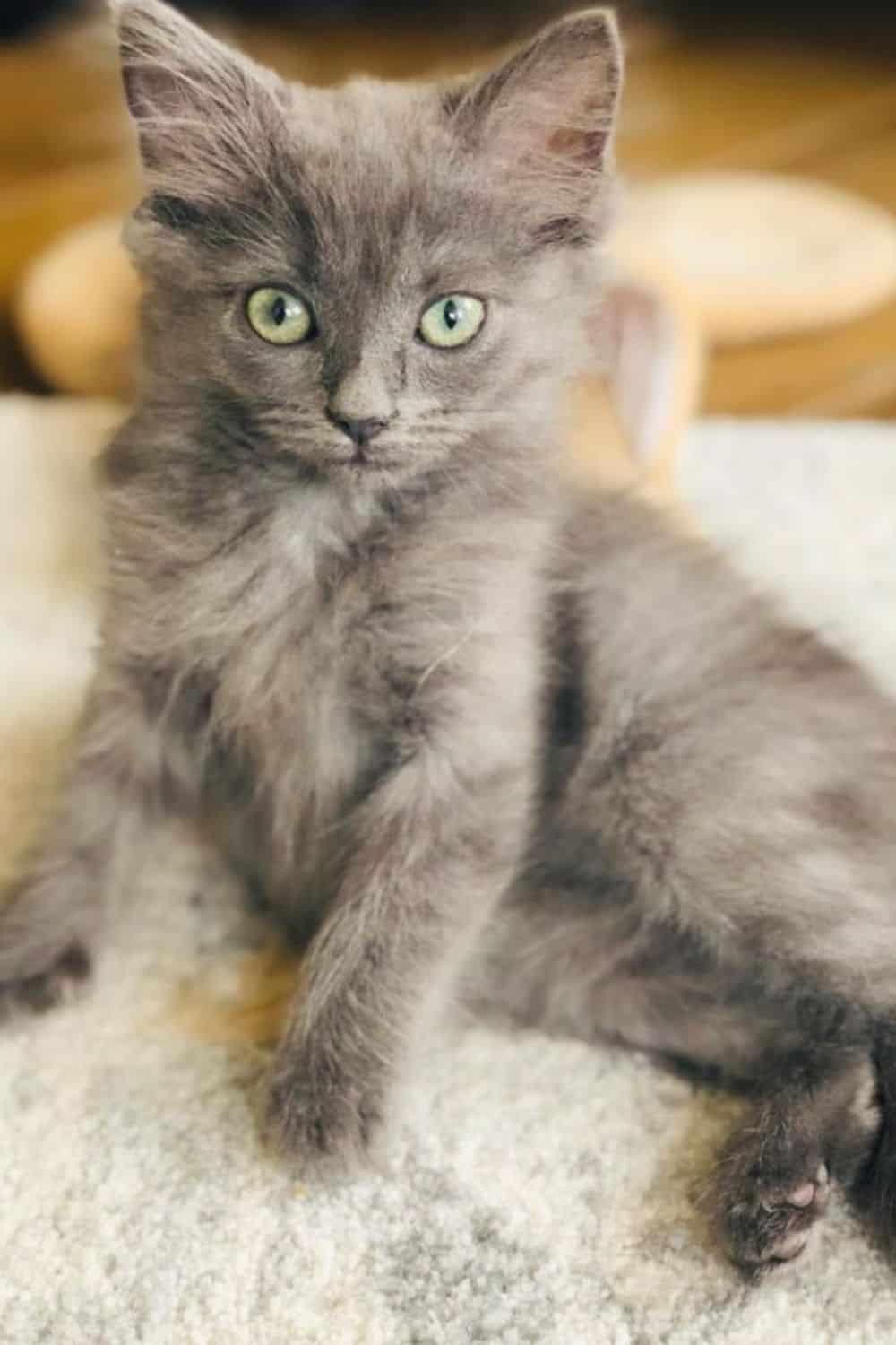 Grey Nebelung cat with green eyes