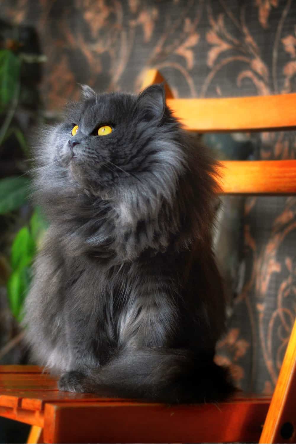 Grey Persian cat