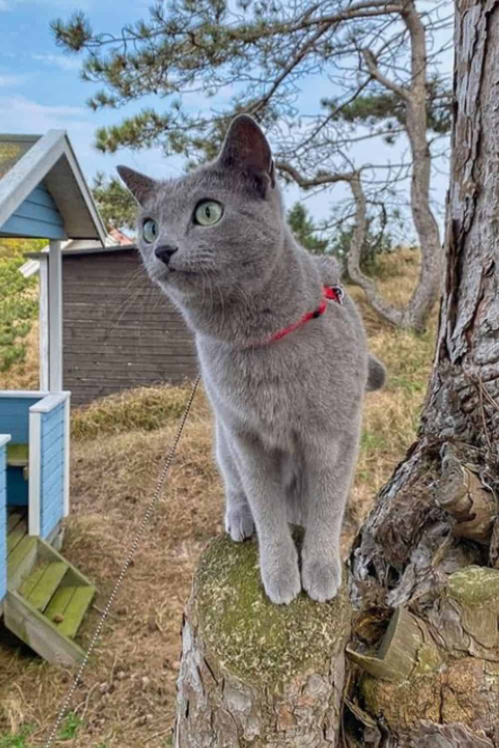 Grey Russian Blue with green eyes