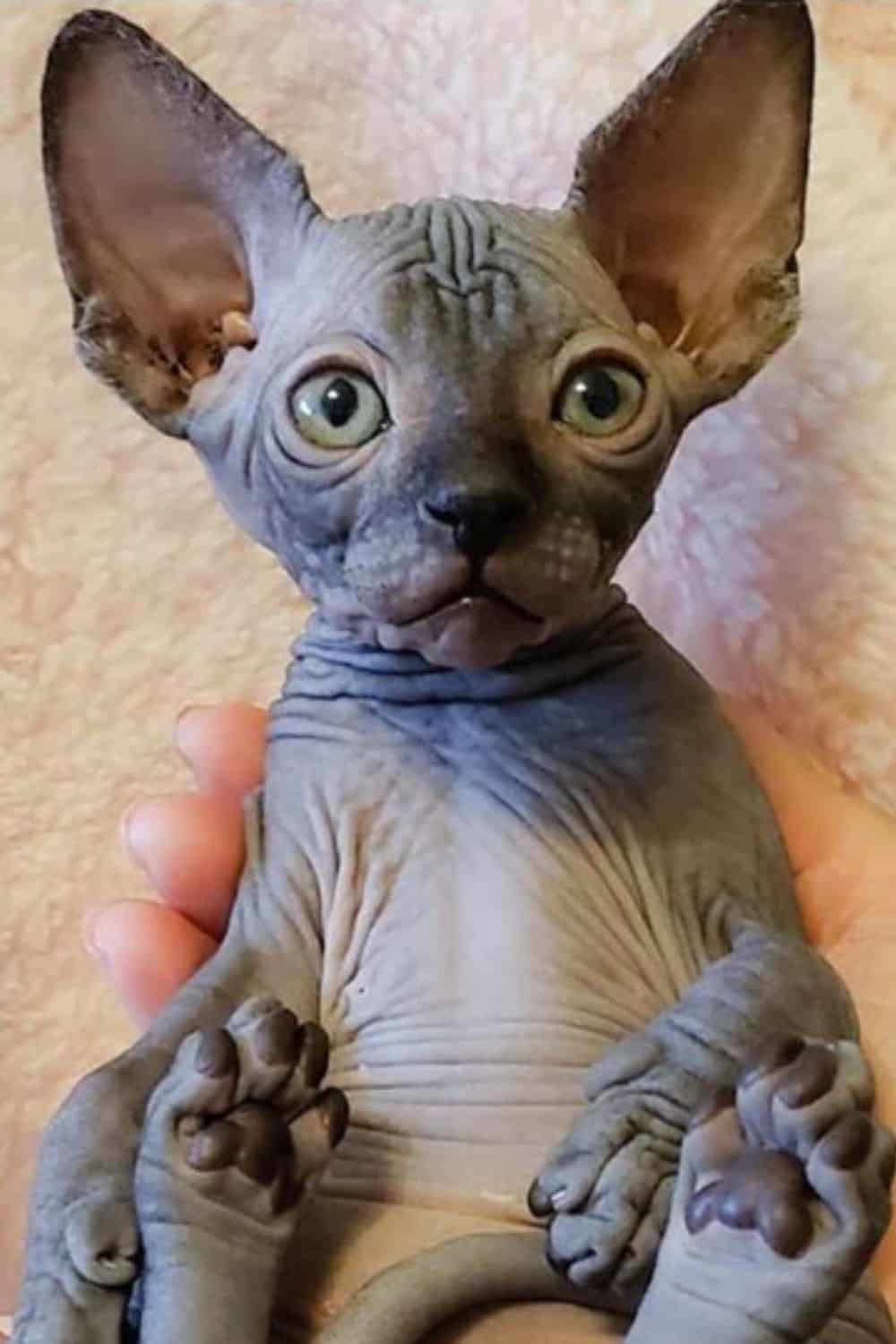 Grey Sphynx with green eyes