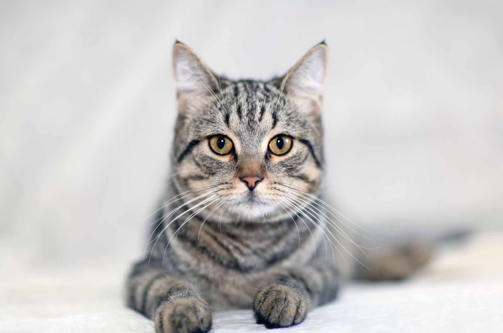 grey tabby cat