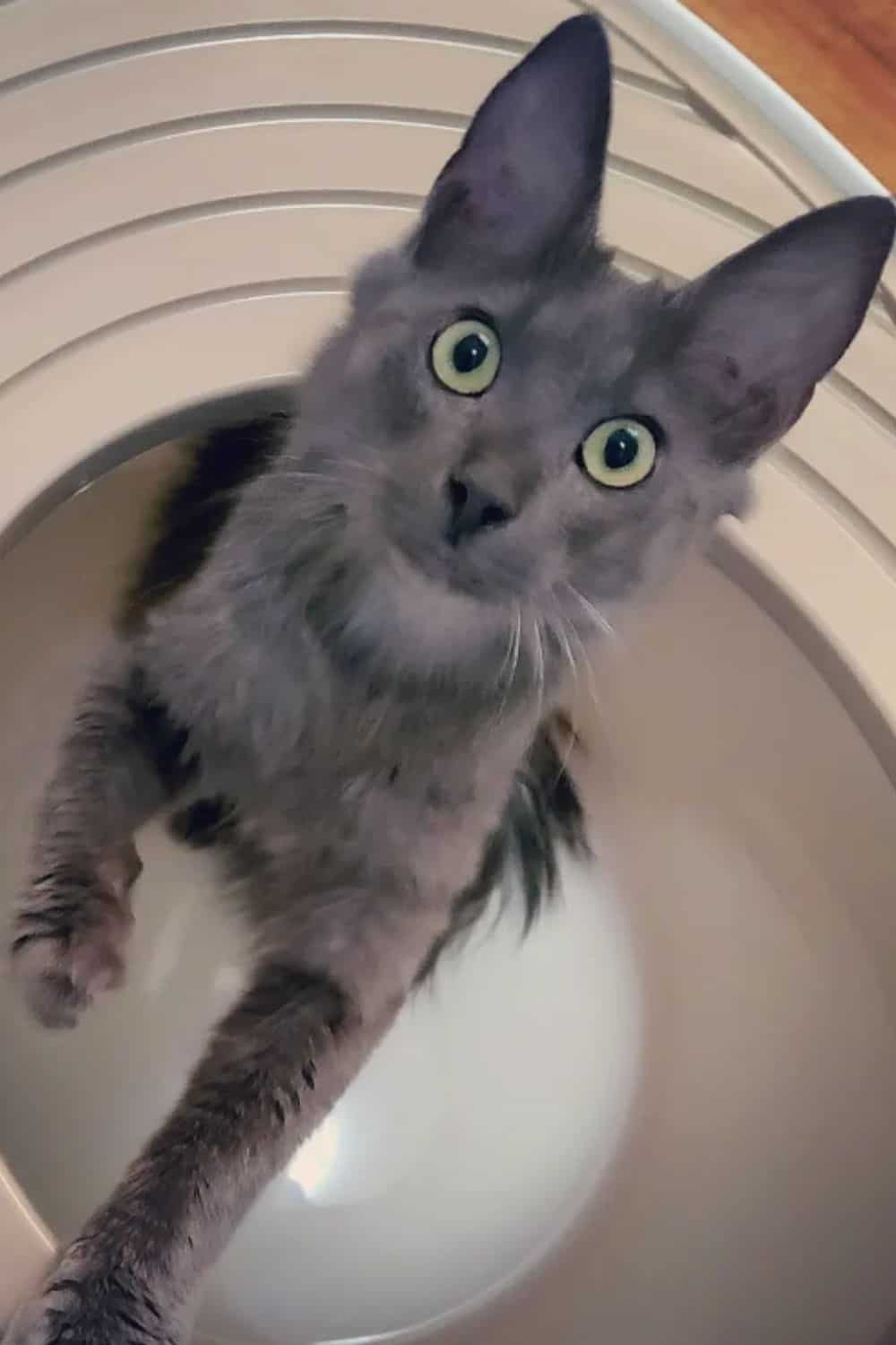 Grey Turkish Angora with green eyes