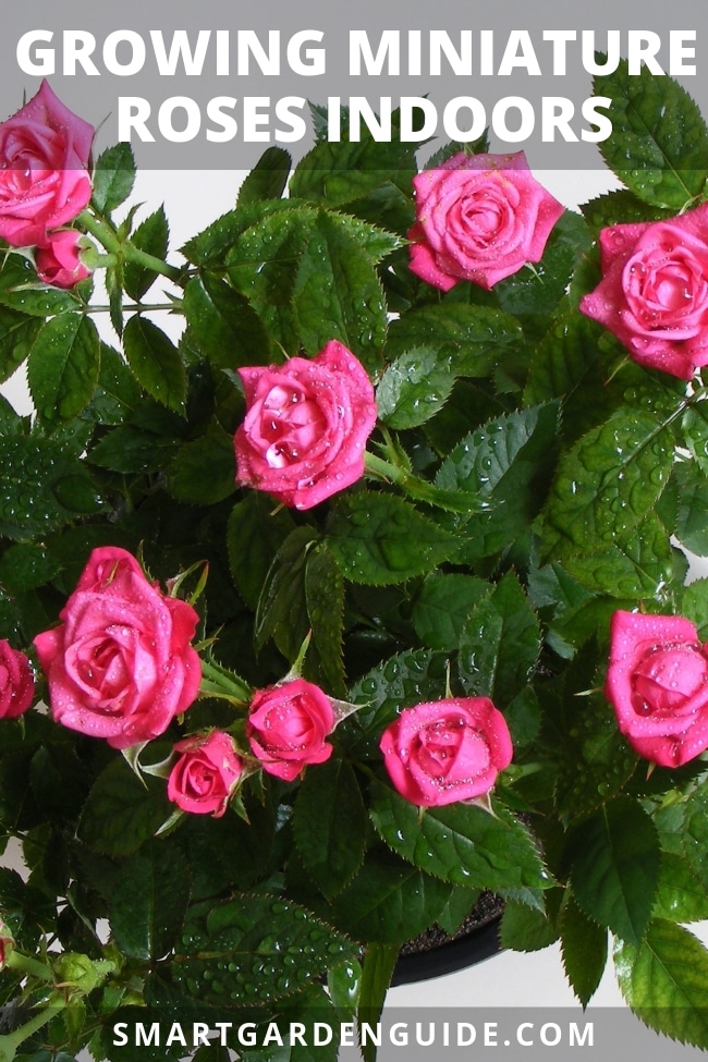 growing miniature roses indoors