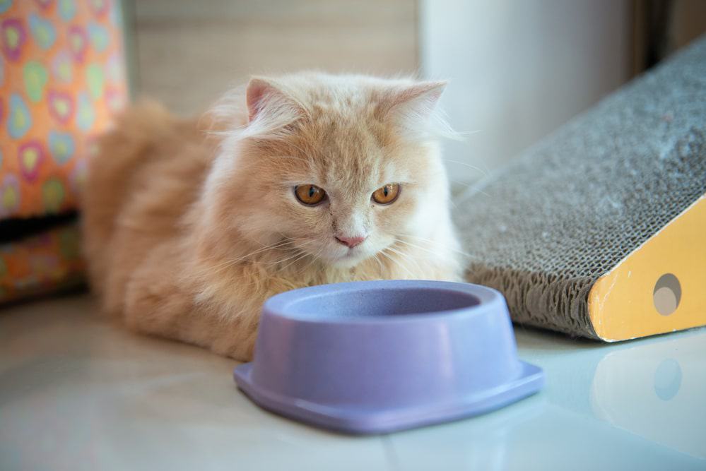 guar gum in cat food