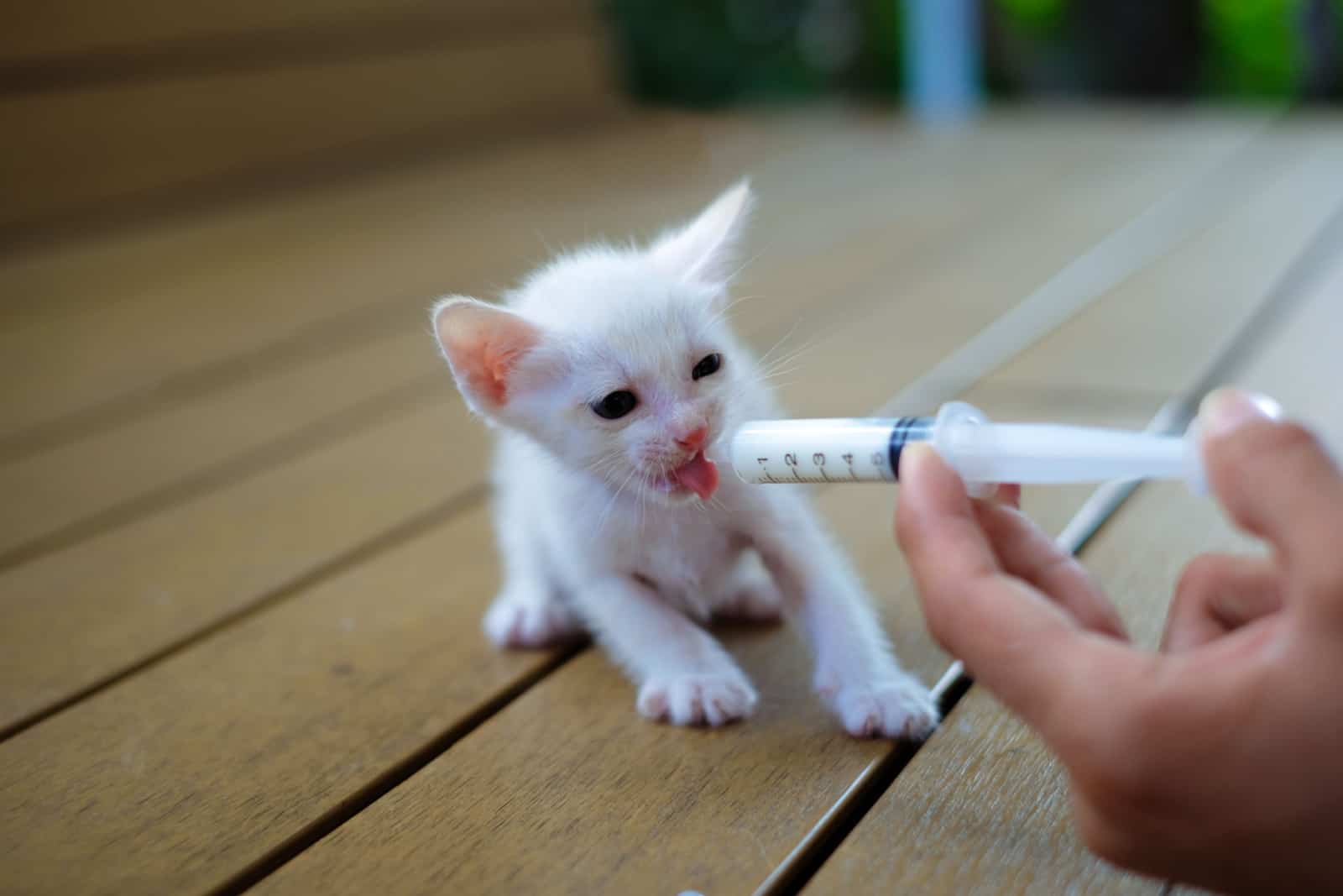 Hand-feeding a cute orphaned baby white kitten with milk replacer in a syringe