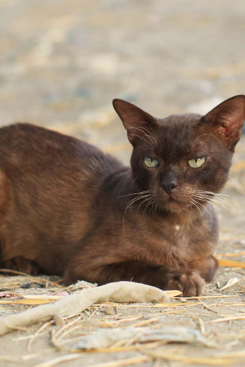 Havana Brown cat with green eyes