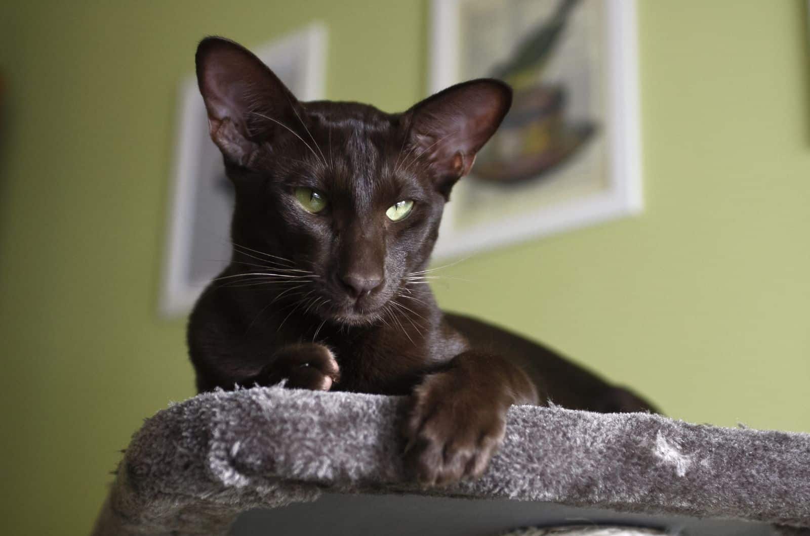 Havana brown cat relaxing at home