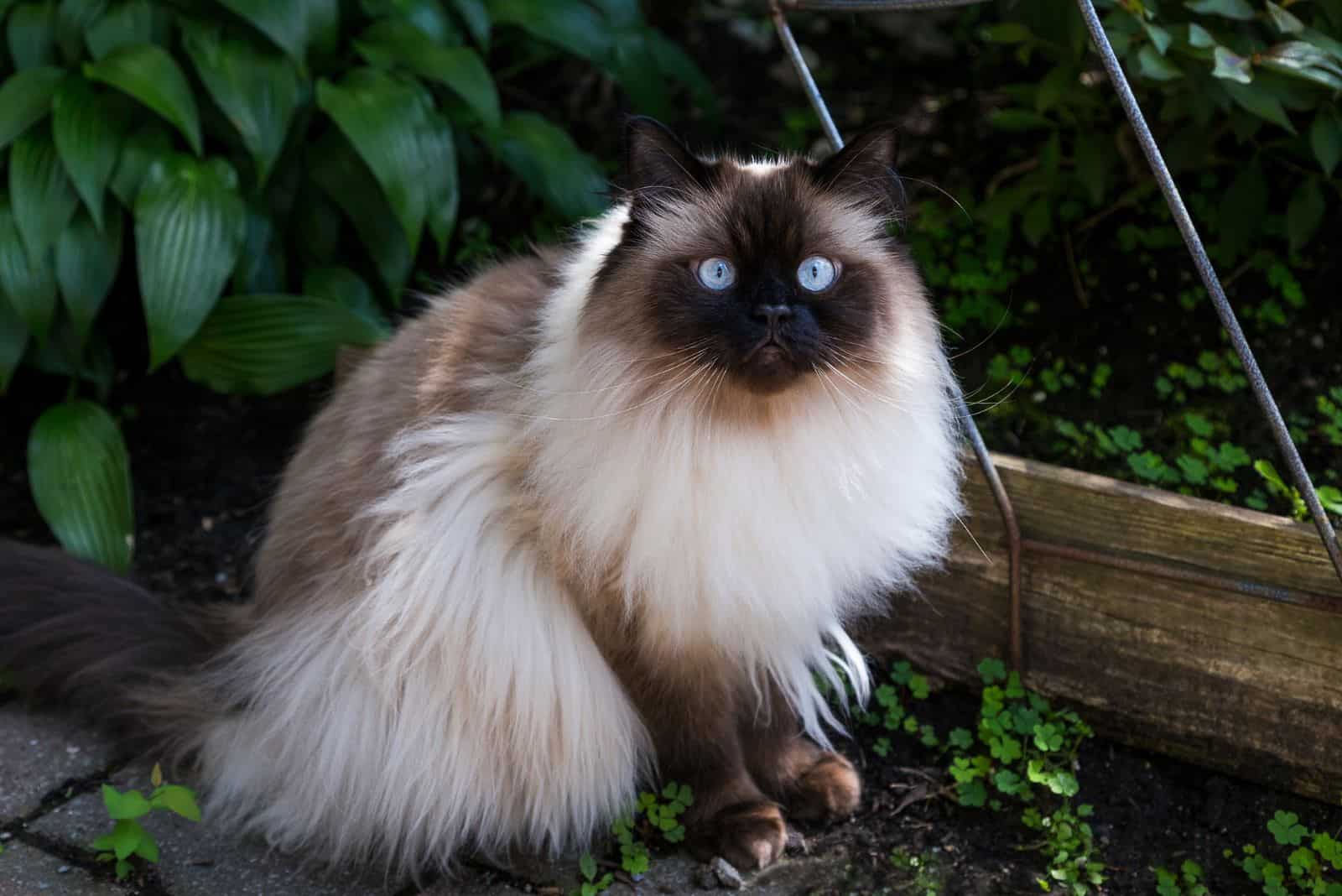 Himalayan Cat