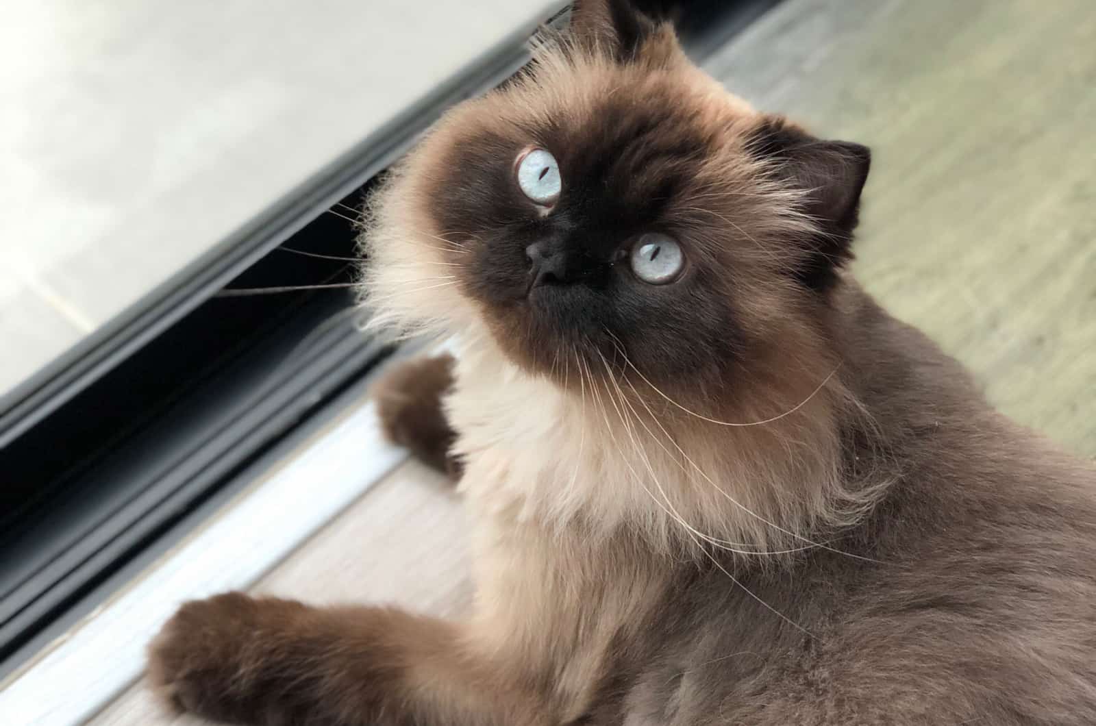 Himalayan cat