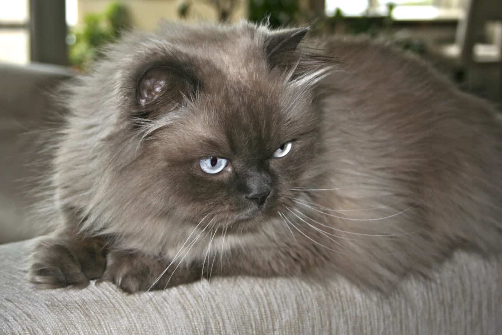 Himalayan cat laying