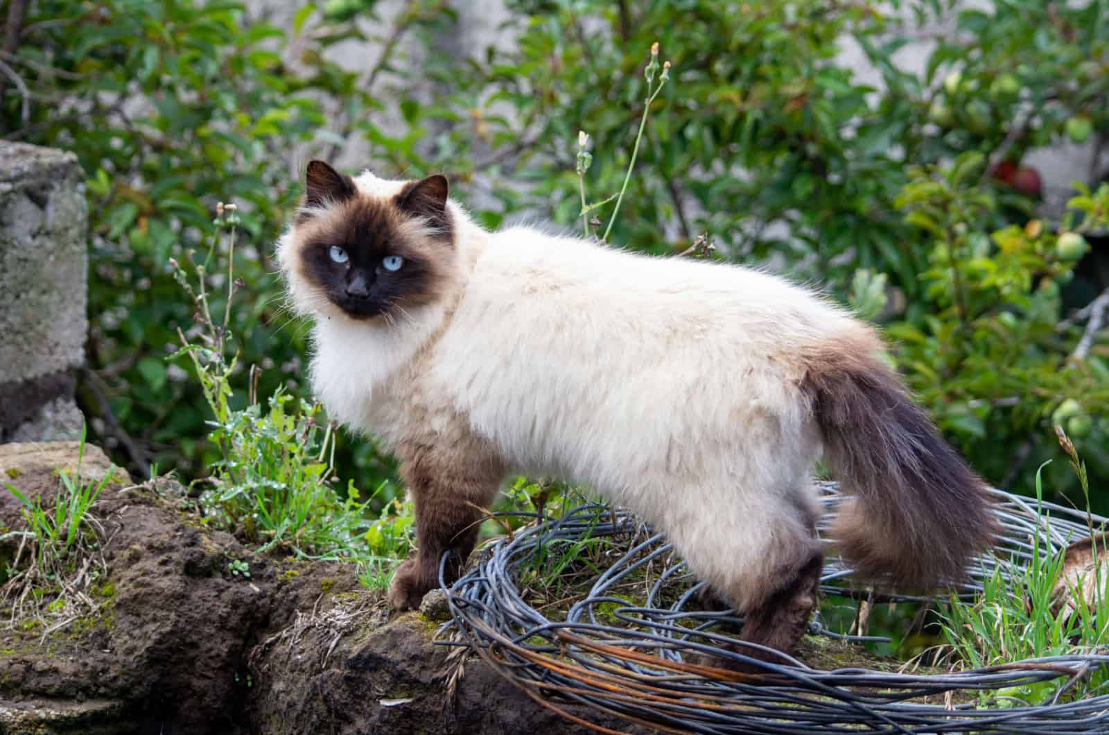 Himalayan cat with bushy tail