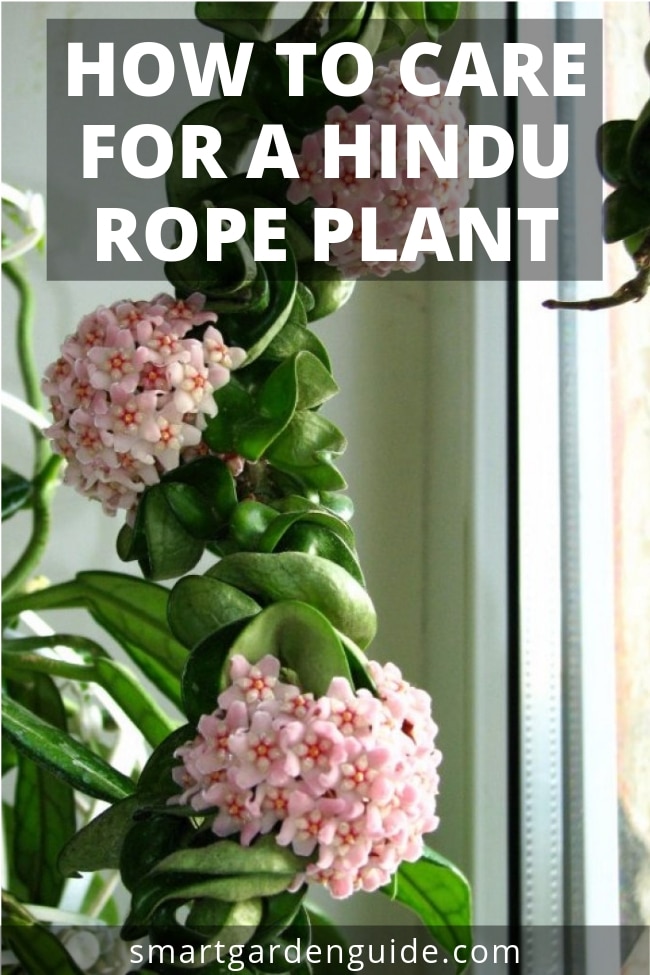 how to care for a hindu rope plant