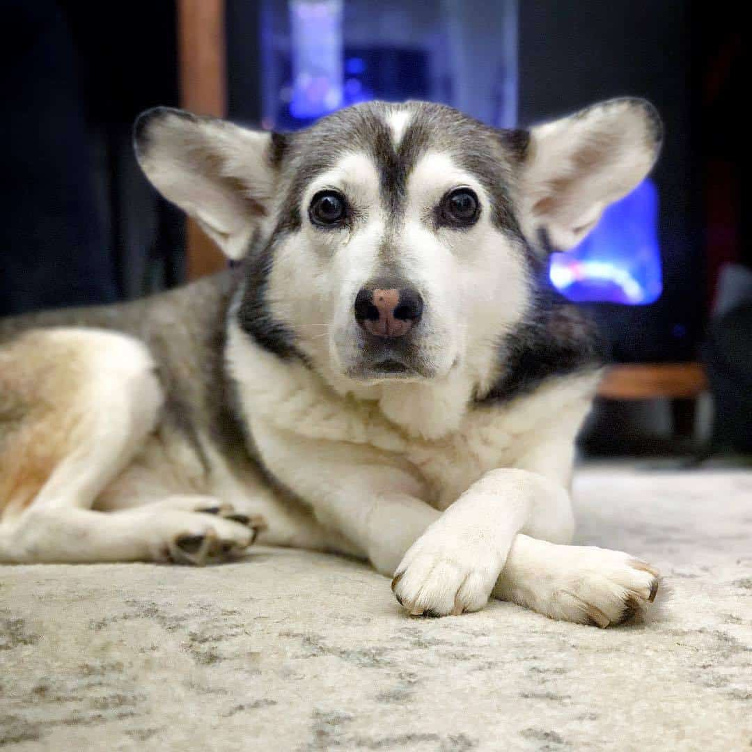 Horgi crossbreed laying on the ground with crossed paws