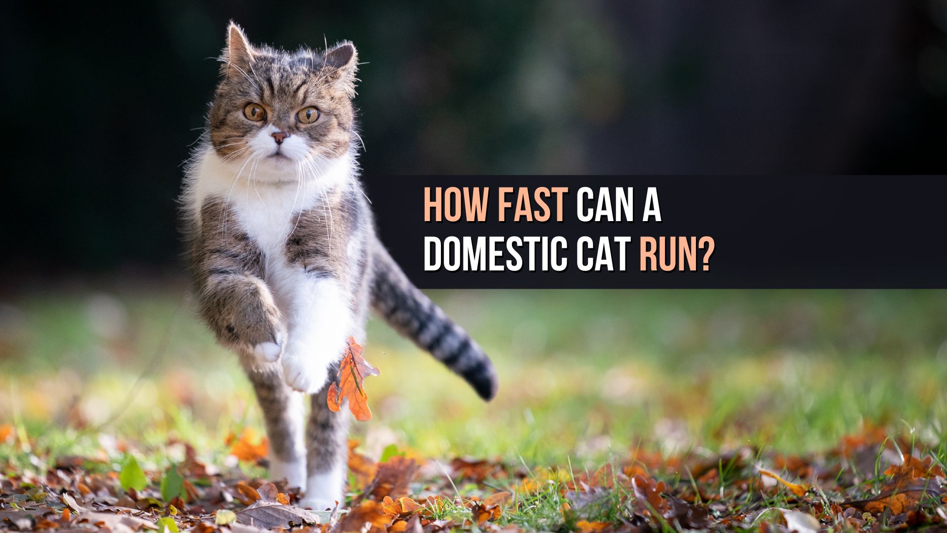 Domestic cat running speed on sale