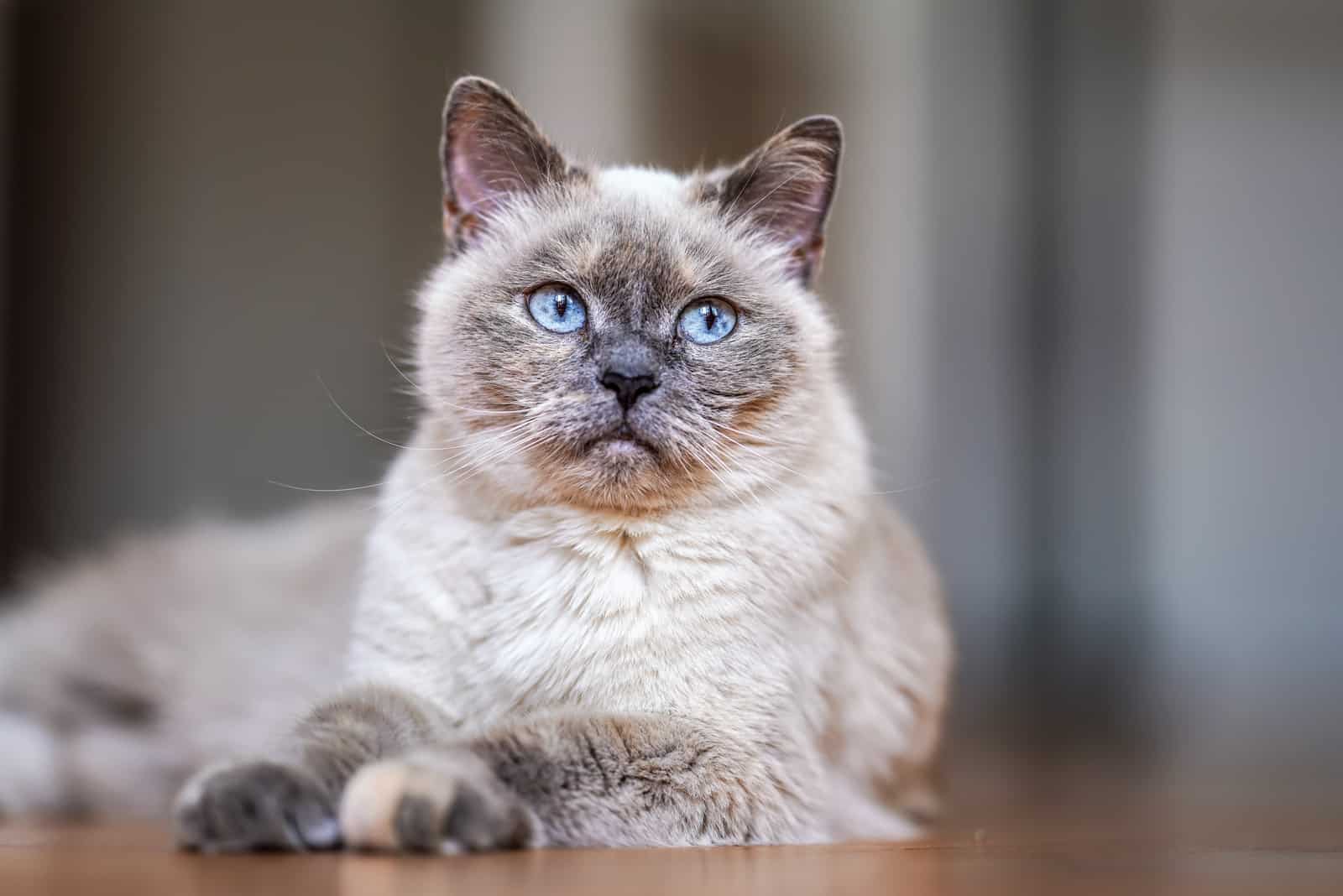 cat sitting on floor