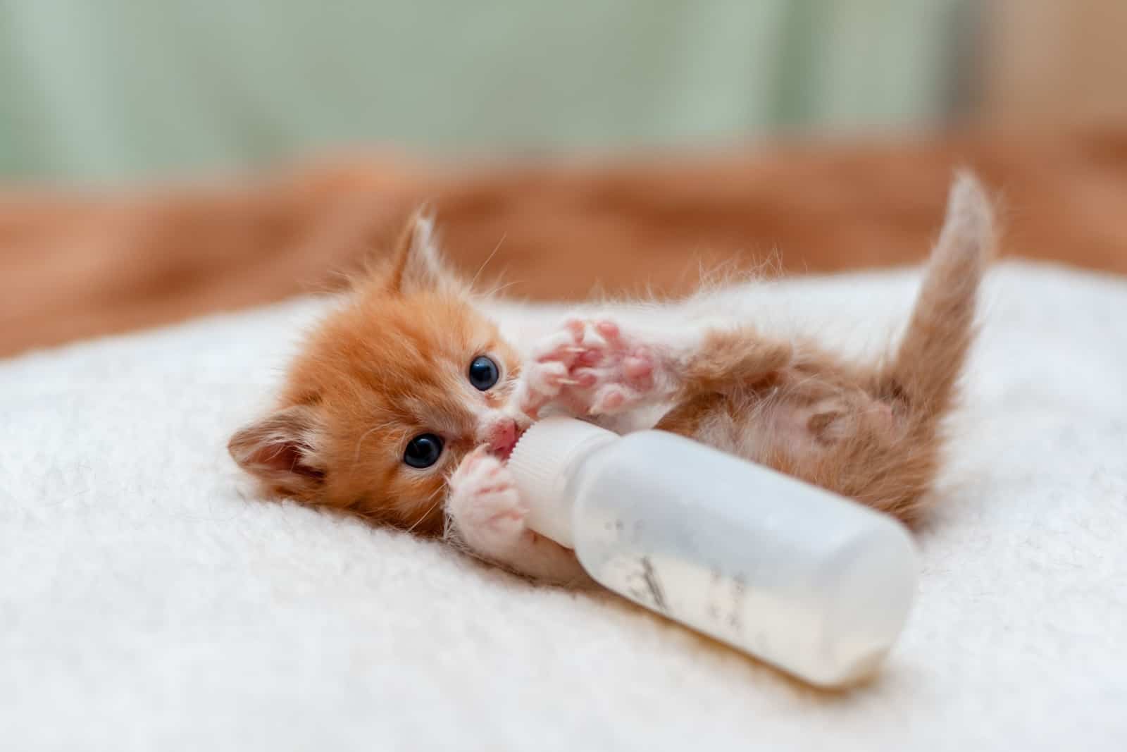 small orange tabby kitten drinking milk from a bottle