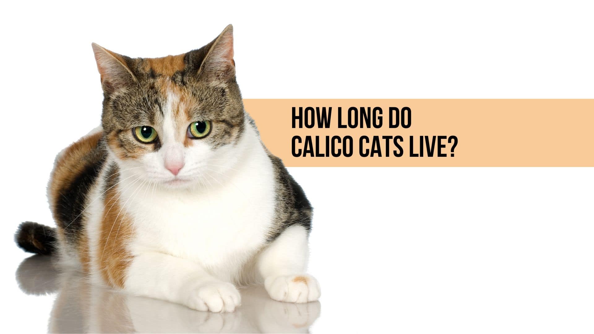 How Long Do Calico Cats Live