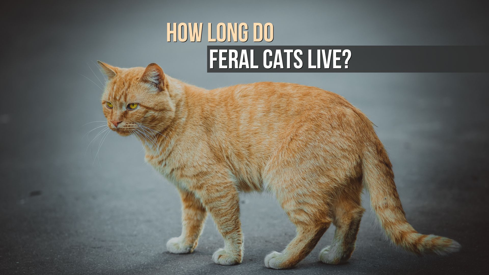 feral cats lives