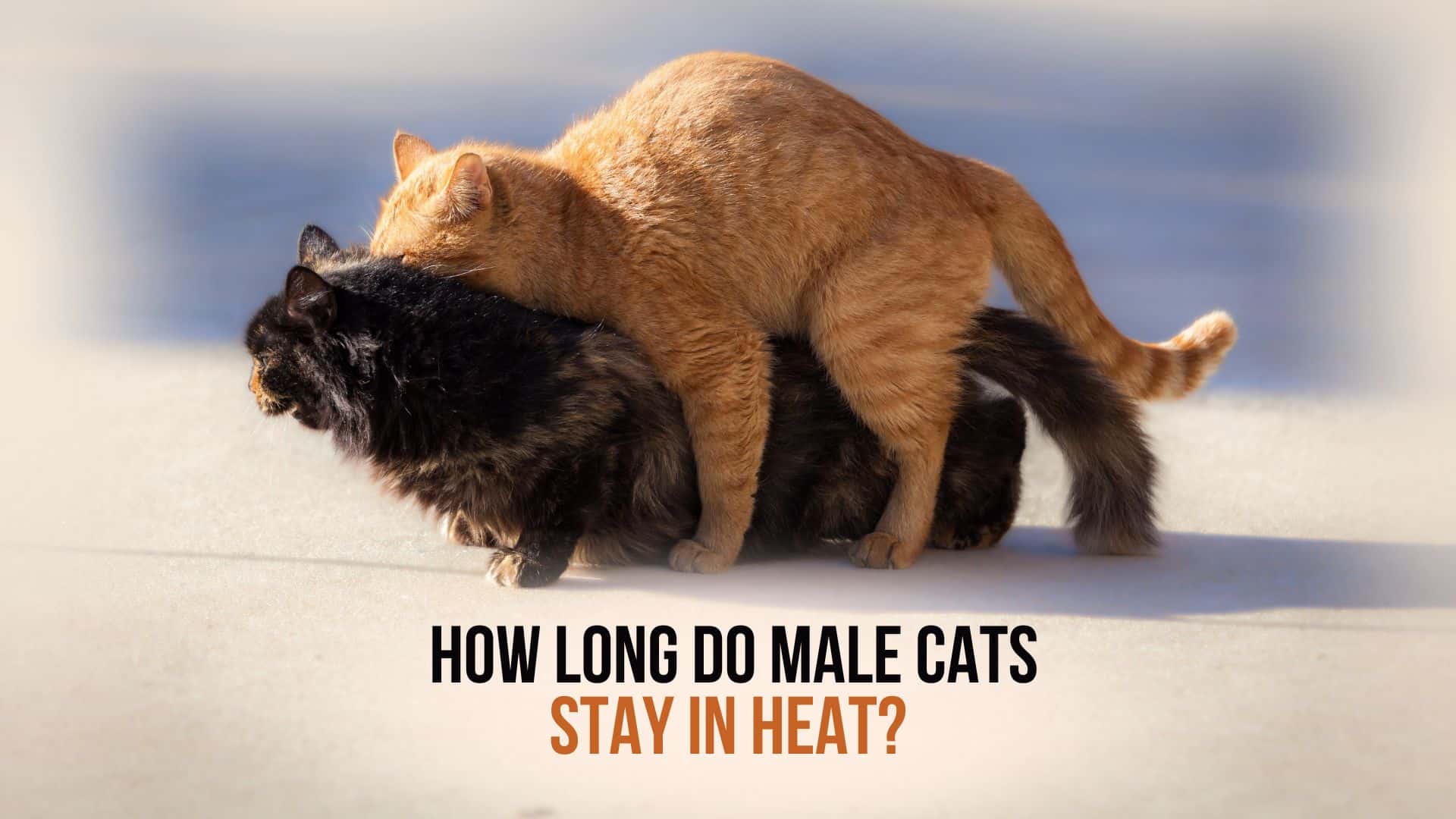 how much male cats chase each other