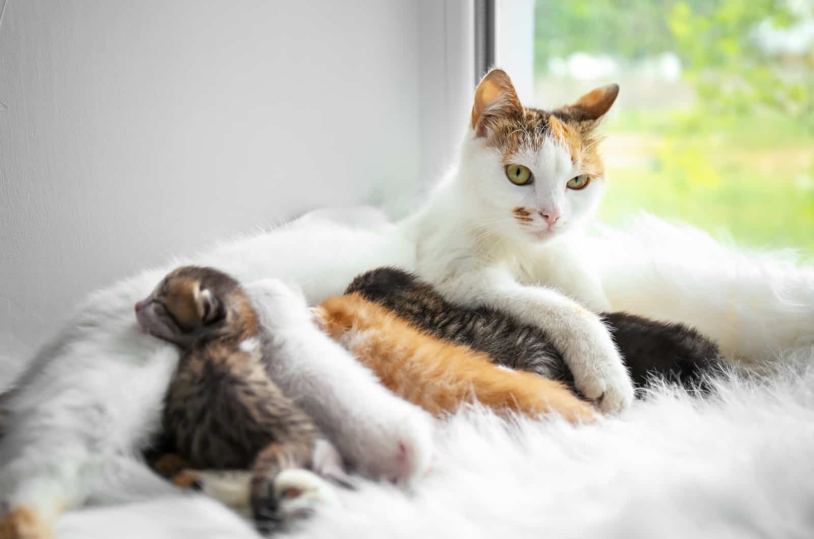 cat with her kittens