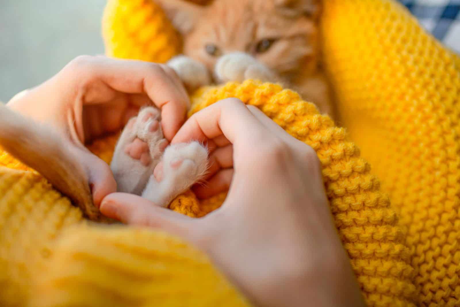 The girl hand make heart shape on lovely cat.