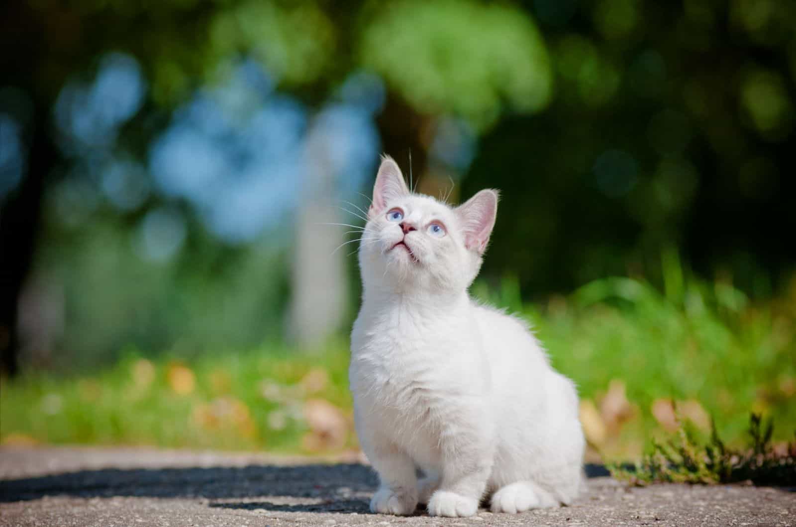 munchkin cat sitting outdoor