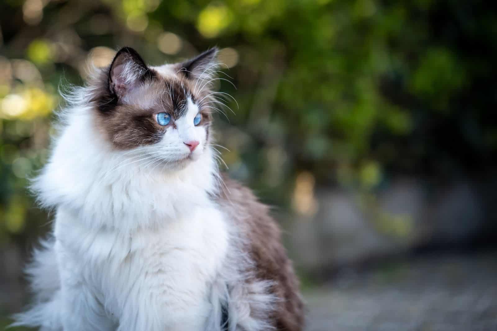 Ragdoll Cat sits and looks around