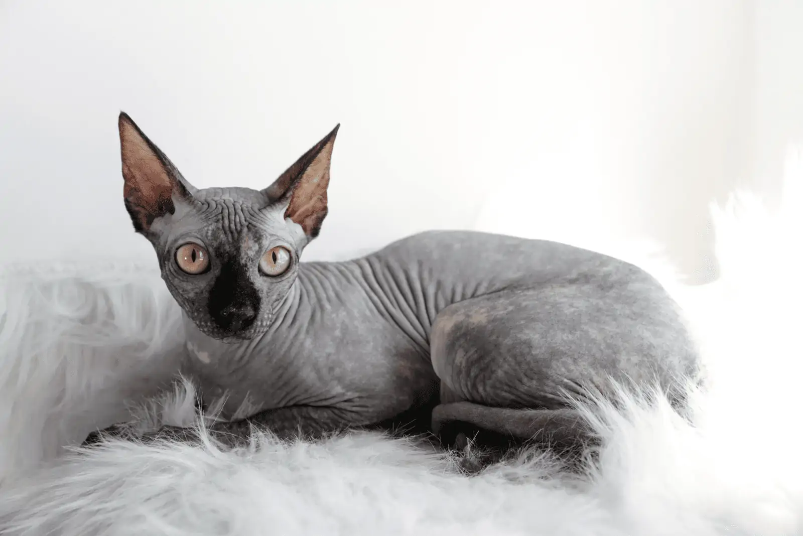 sphynx cat laying