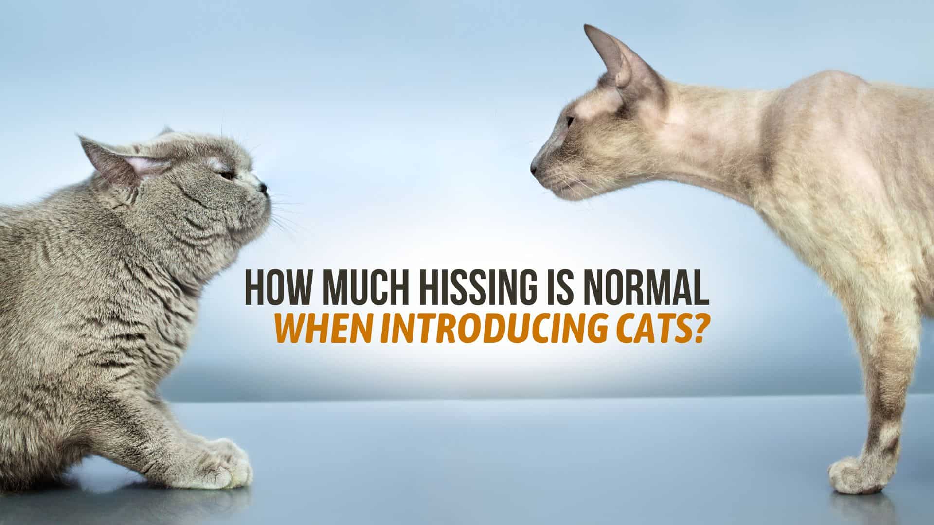 How Much Hissing Is Normal