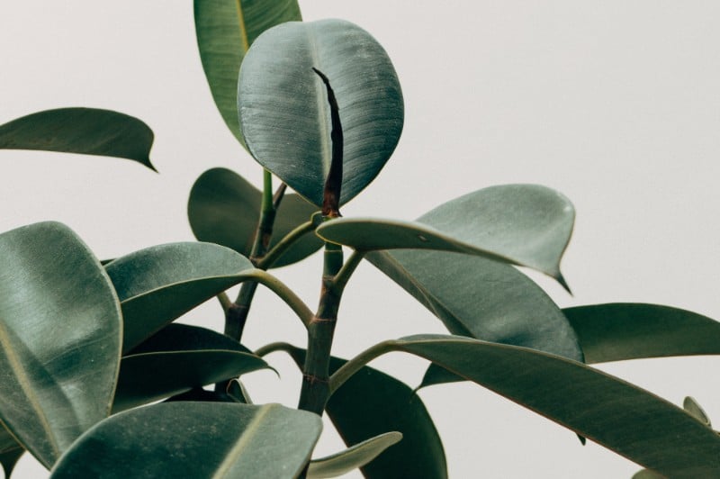 how to care for a rubber plant ficus elastica