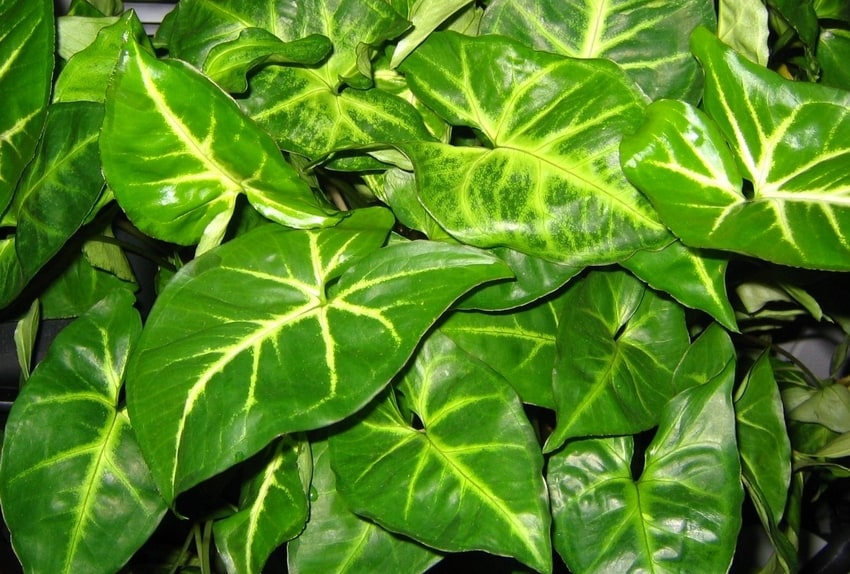 how to care for an arrowhead plant