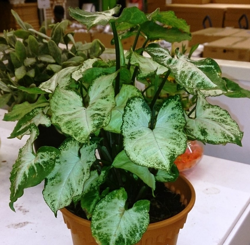 how to care for an arrowhead plant