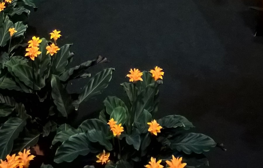 how to care for calathea crocata eternal flame plant