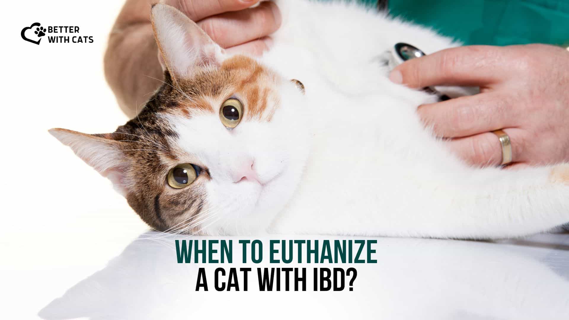 when to euthanize a cat with ibd