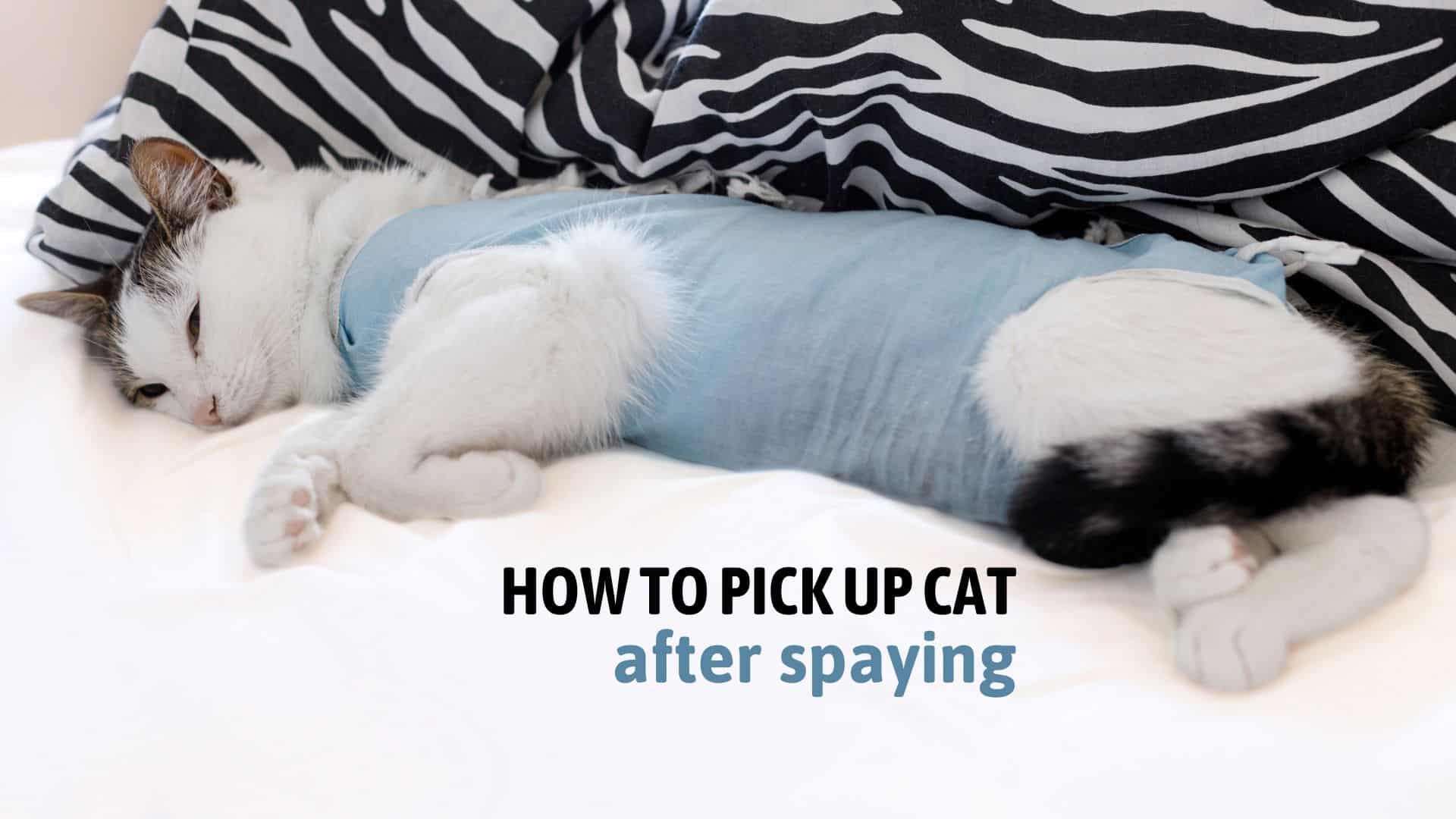 cat after spaying