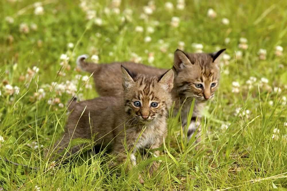 difference between bobcat kitten and regular kitten