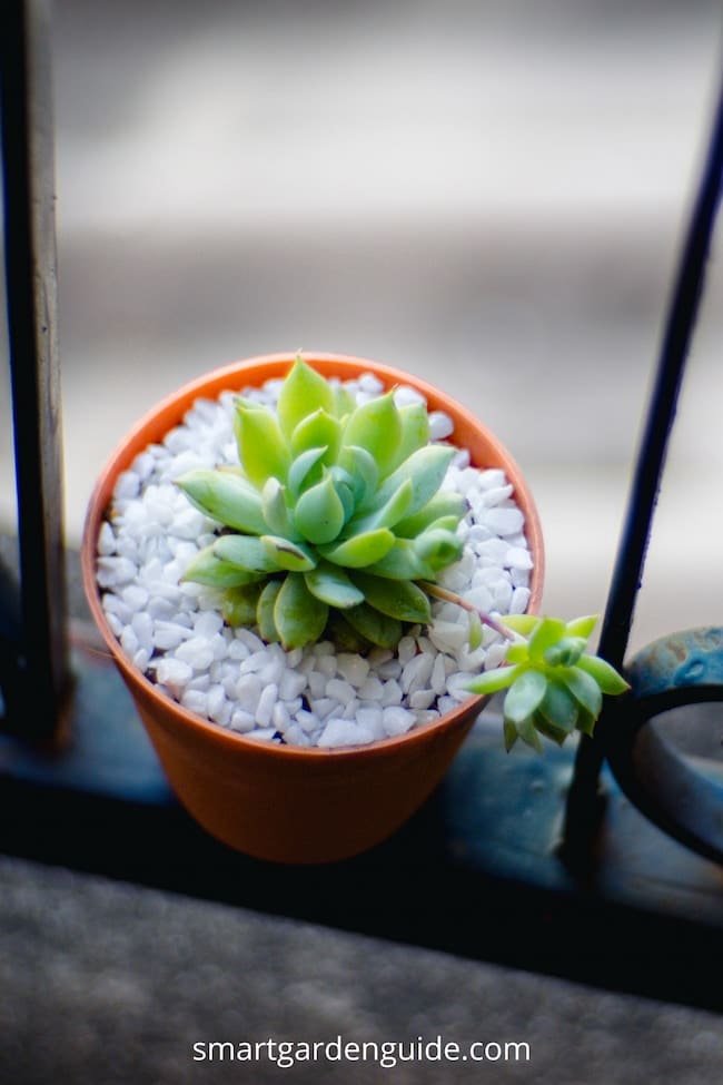 how to propagate echeveria succulents