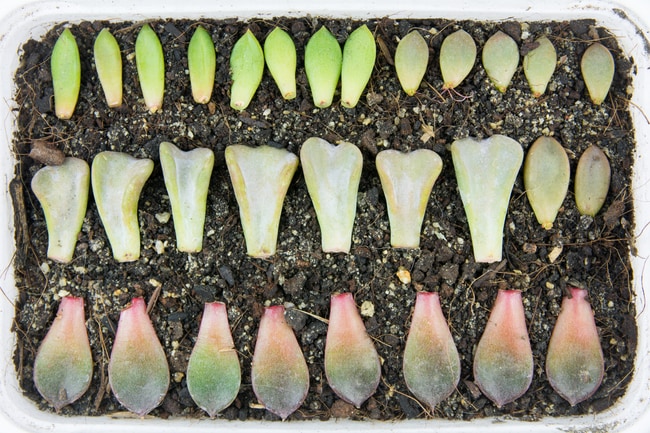 how to propagate echeveria succulents