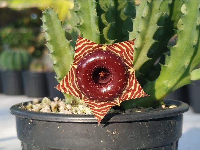 Lifesaver Plant Huernia zebrine