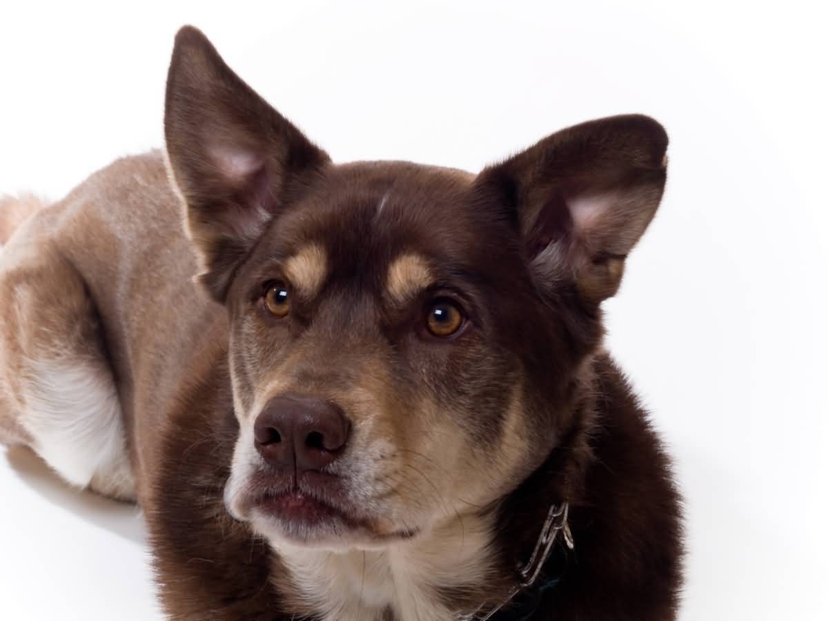 Handsome Husky Lab Mixed Breed