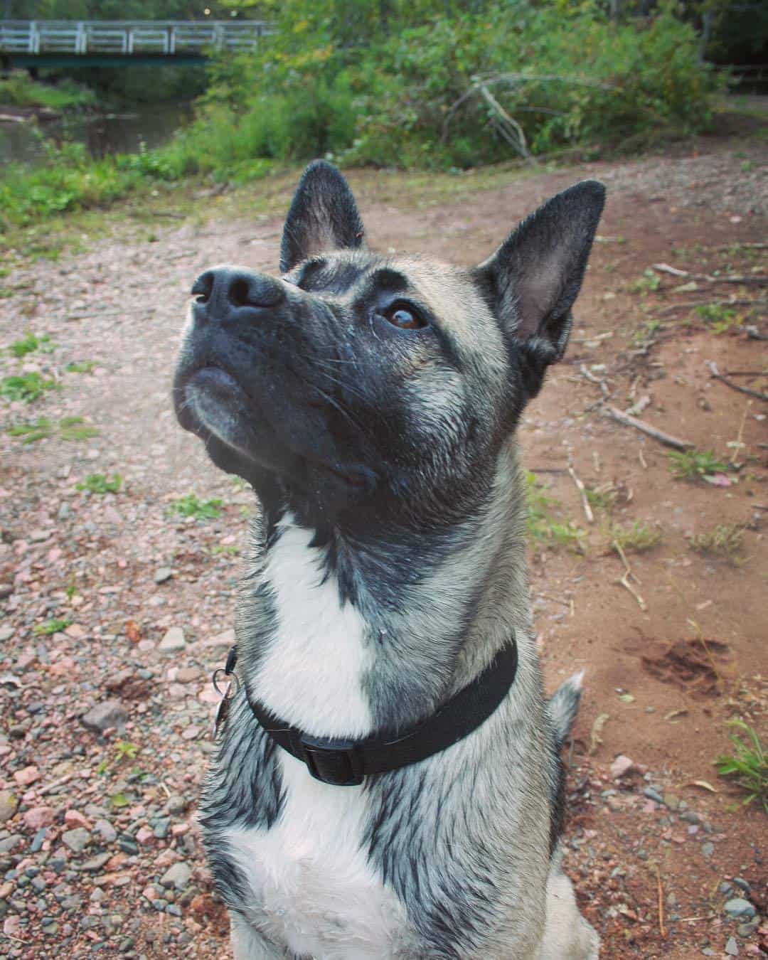 Husky Pug Mix looking up