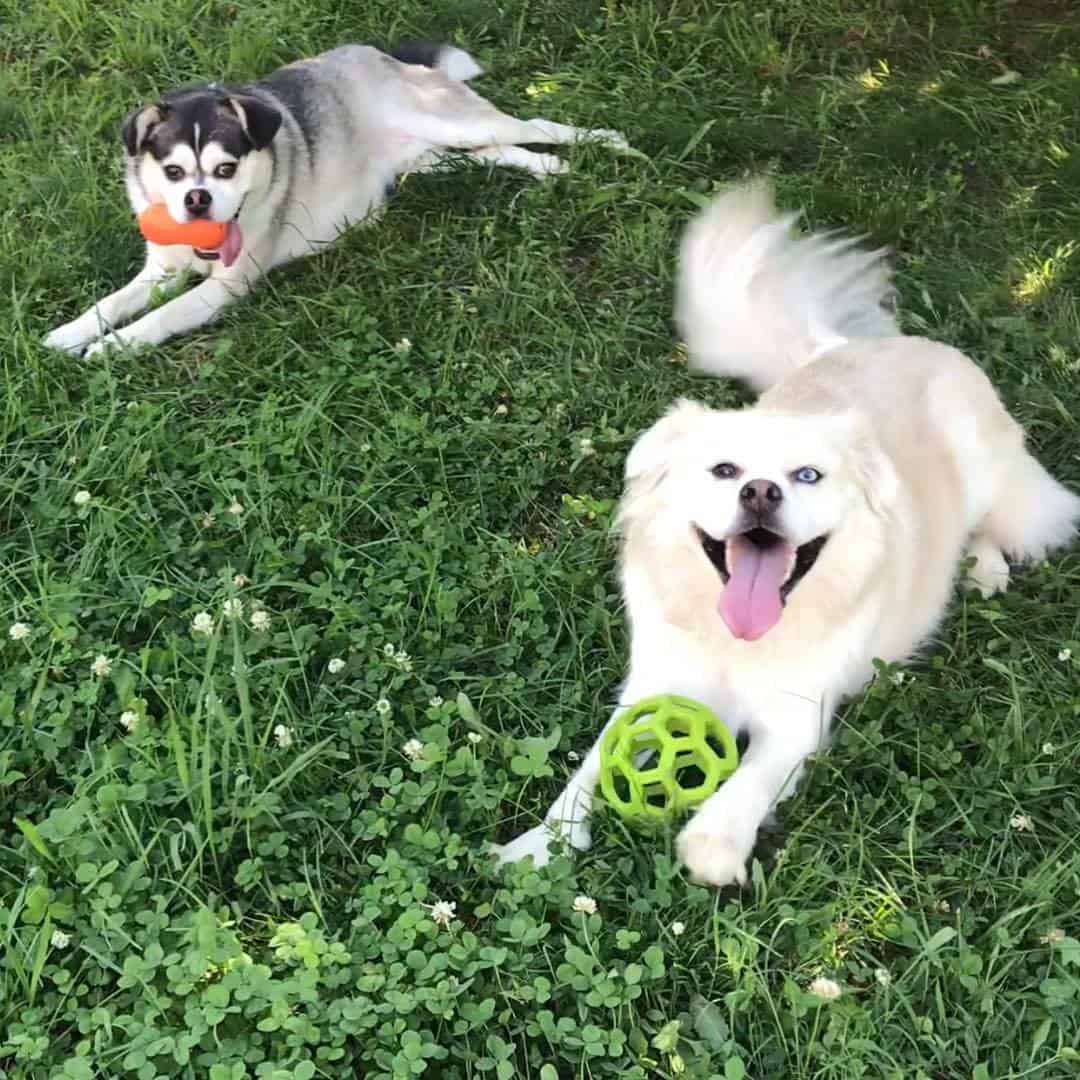 Pug Husky Mix dogs playing in the grass