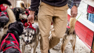 Husky and sport