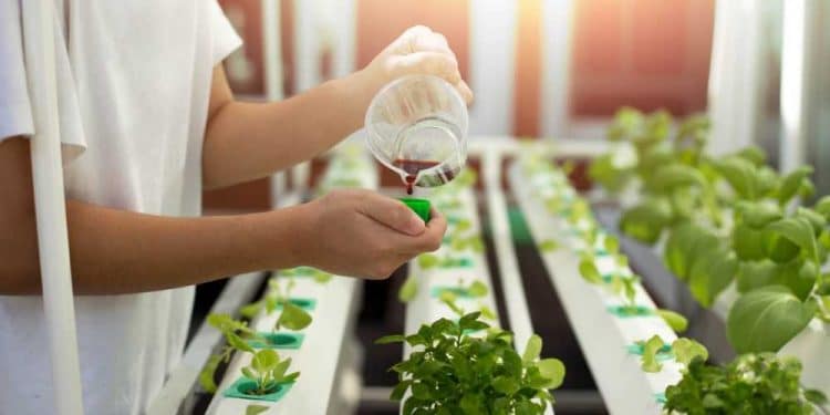 hydroponic nutrient solution easy guide