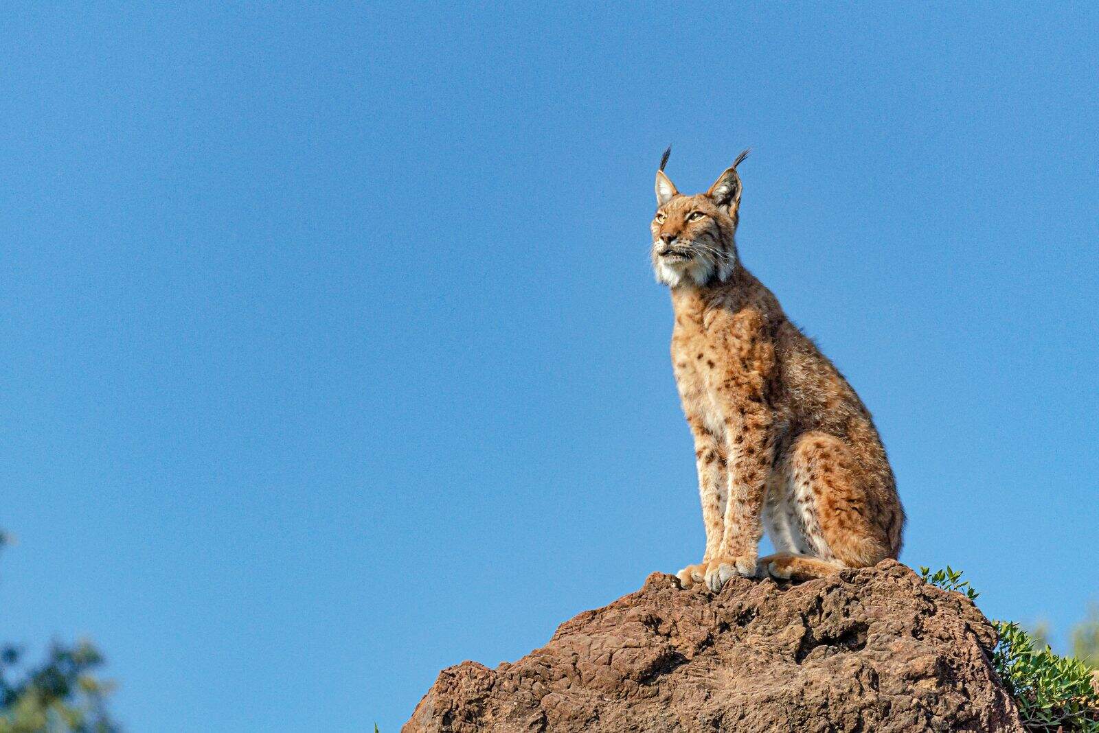 Iberian Lynx cat sits on a stone rock