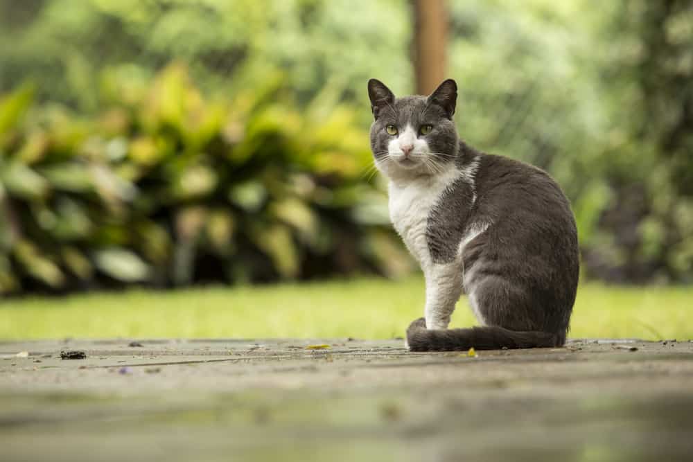 is it illegal to dump cat litter outside