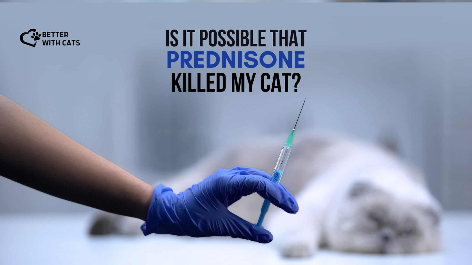 photo of a vet holding prednisone with a cat asleep in background