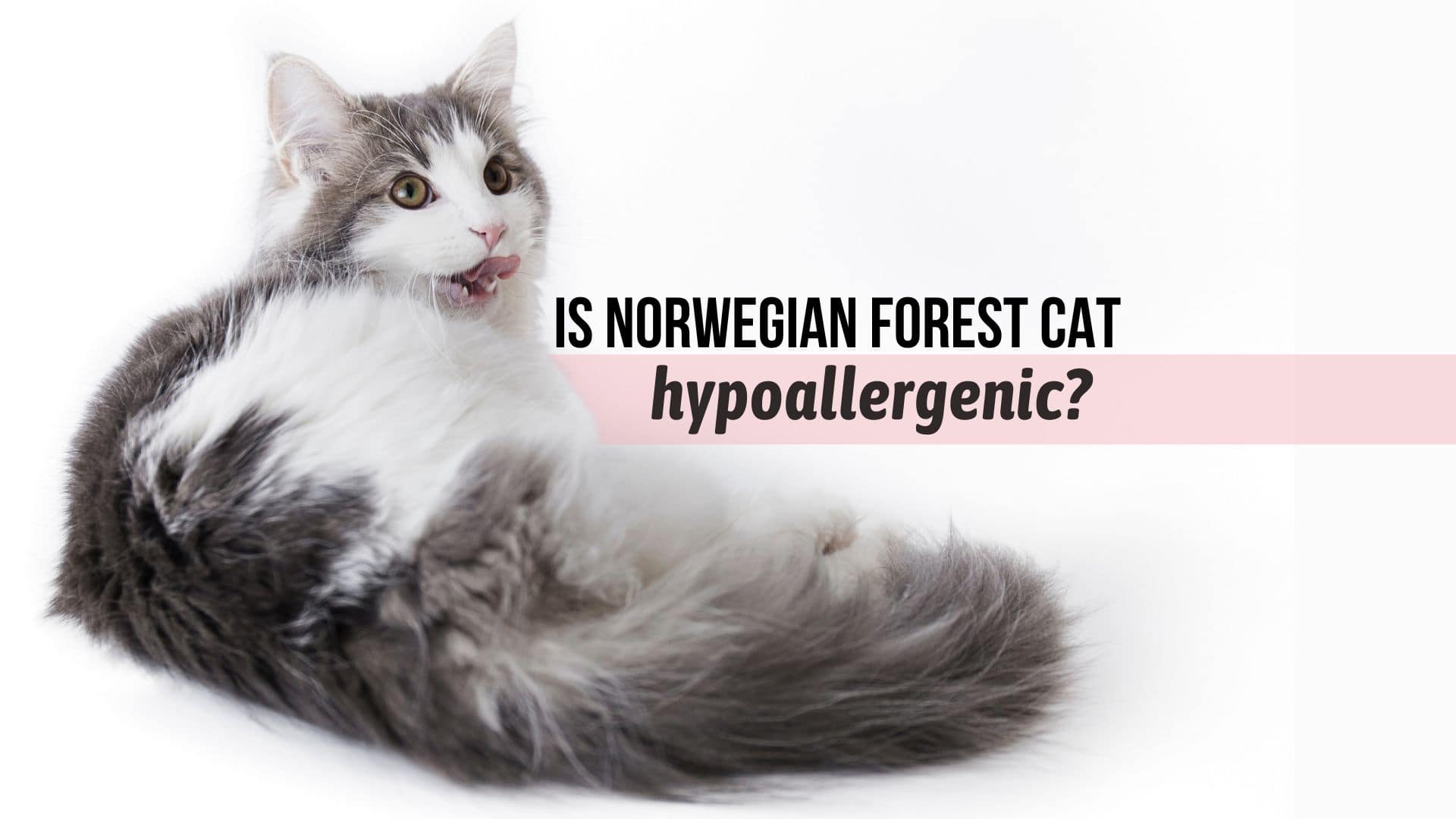 Is Norwegian Forest Cat Hypoallergenic