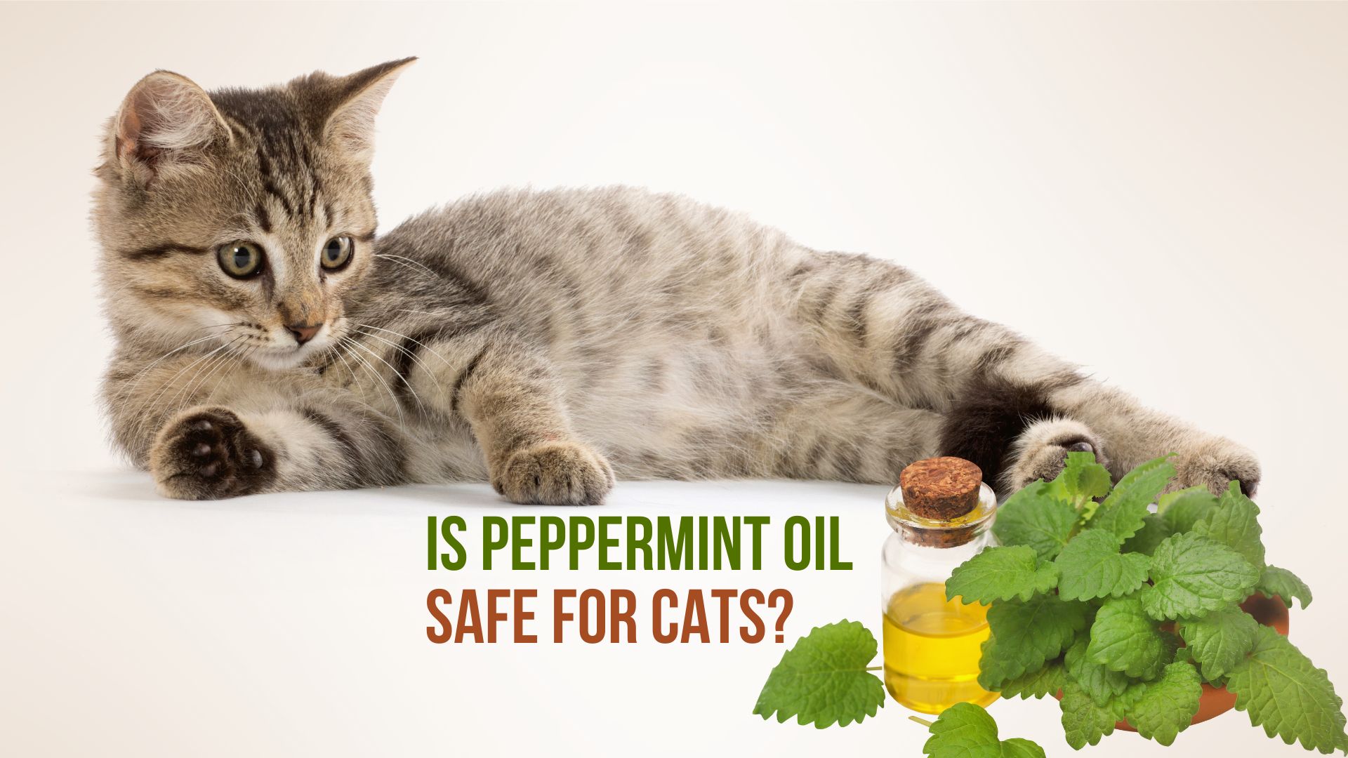 peppermint oil and cats